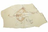 Cretaceous Ray (Rhombopterygia) Fossil With Fish & Shrimp #201862-6